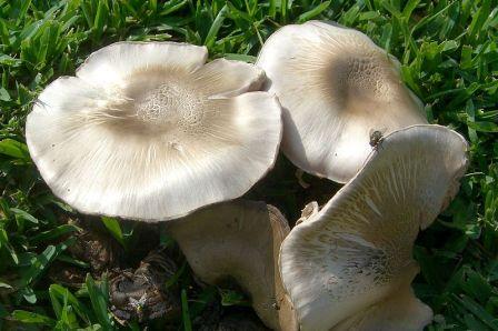     -  Agaricus californicus