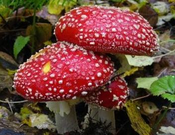 Amanita     